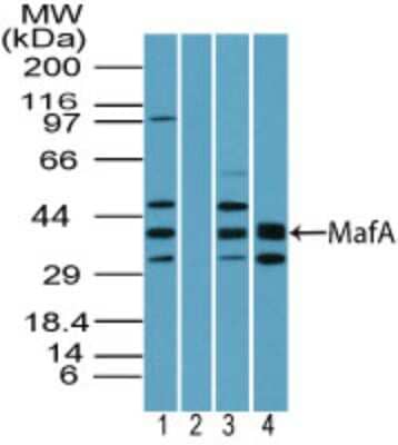 Western Blot: MafA Antibody [NBP2-24636]