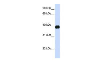 Western Blot: MafA Antibody [NBP3-09248]