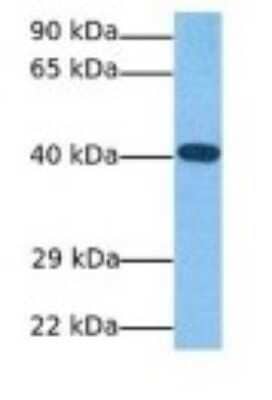 Western Blot: MafA Antibody [NBP3-09249]