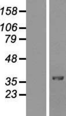 Western Blot: MafA Overexpression Lysate [NBP2-04601]