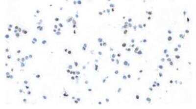 Immunohistochemistry: MafB Antibody (BLR046F) [NBP3-14673]