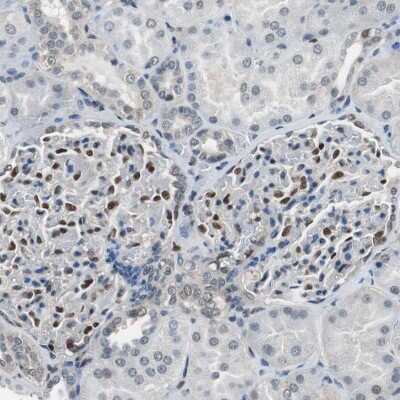 Immunohistochemistry-Paraffin: MafB Antibody [NBP1-81342]