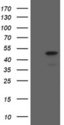 Western Blot: MafB Antibody (OTI1E9)Azide and BSA Free [NBP2-72569]