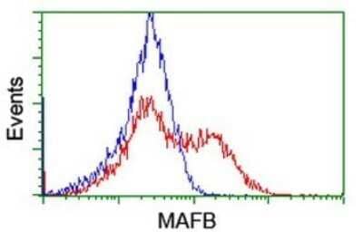 Flow Cytometry: MafB Antibody (OTI1E9) [NBP2-45718]