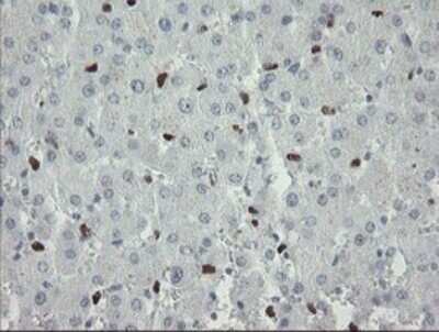 Immunohistochemistry: MafB Antibody (OTI1E9) [NBP2-45718]