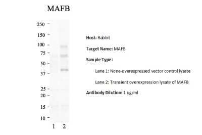 Western Blot: MafB Antibody [NBP2-87767]