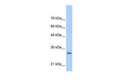 Western Blot: MafB Antibody [NBP2-87768]