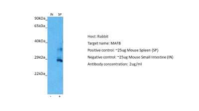 Western Blot: MafB Antibody [NBP2-87768]