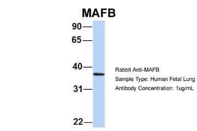 Western Blot: MafB Antibody [NBP2-87769]