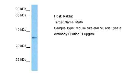 Western Blot: MafB Antibody [NBP2-87770]