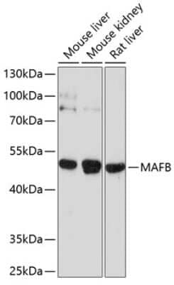 Western Blot: MafB AntibodyBSA Free [NBP3-04804]