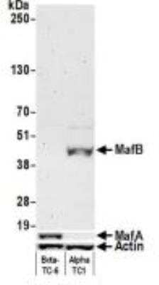 Western Blot: MafB Antibody (BLR046F) [NBP3-14673]