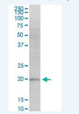 Western Blot: MafF Antibody (1F8) [H00023764-M02-100ug]