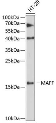 Western Blot: MafF AntibodyAzide and BSA Free [NBP3-05151]