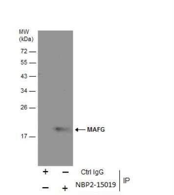 Immunoprecipitation: MafG Antibody [NBP2-15019]