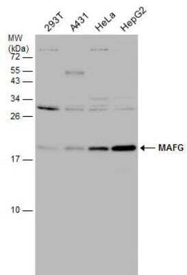 Western Blot: MafG Antibody [NBP2-15019]