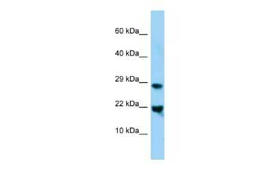 Western Blot: MafG Antibody [NBP2-82278]