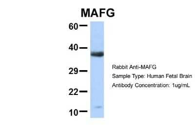 Western Blot: MafG Antibody [NBP2-82279]
