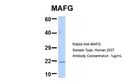 Western Blot: MafG Antibody [NBP2-82279]