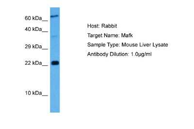 Western Blot: MafG Antibody [NBP2-82279]