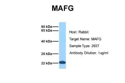 Western Blot: MafG Antibody [NBP2-82280]