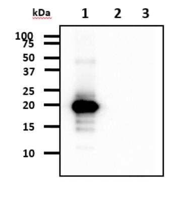 Western Blot: MafK Antibody (2F7)BSA Free [NBP2-22570]