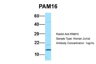 Western Blot: Magmas Antibody [NBP1-98528]