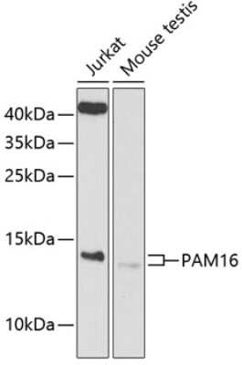 Western Blot: Magmas AntibodyBSA Free [NBP3-03573]