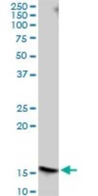 Western Blot: Mago nashi homolog 2 Antibody [H00055110-B01P]