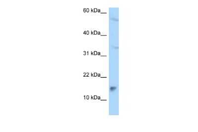 Western Blot: Mago nashi homolog 2 Antibody [NBP2-84153]