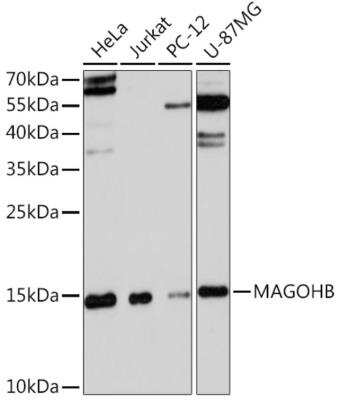 Western Blot: Mago nashi homolog 2 AntibodyAzide and BSA Free [NBP3-03283]