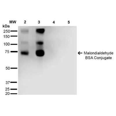 Western Blot: Malondialdehyde Antibody (11E3) [NBP2-59367]