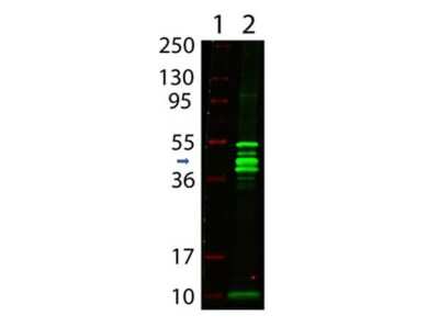Western Blot: Maltose Binding Protein AntibodyBSA Free [NBP1-97370]