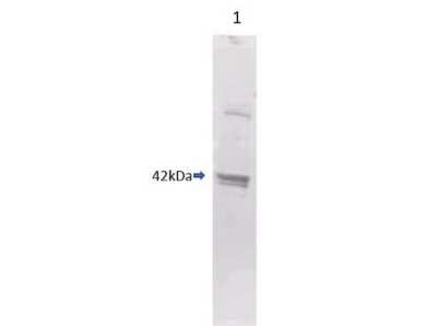 Western Blot: Maltose Binding Protein AntibodyBSA Free [NBP1-97370]