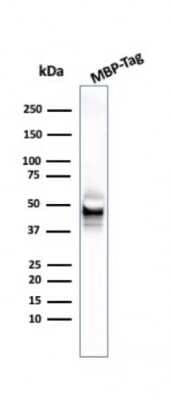 Western Blot: Maltose Binding Protein Antibody (R29.6)Azide and BSA Free [NBP3-08444]