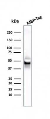 Western Blot: Maltose Binding Protein Antibody (R29.6) [NBP3-07585]