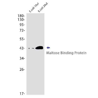 Western Blot: Maltose Binding Protein Antibody (S02-6F4) [NBP3-14950]