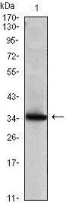 Western Blot: Mammaglobin A Antibody (3C8)BSA Free [NBP1-51671]