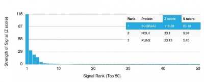Protein Array: Mammaglobin A Antibody (MGB/2000) - Azide and BSA Free [NBP2-75729]