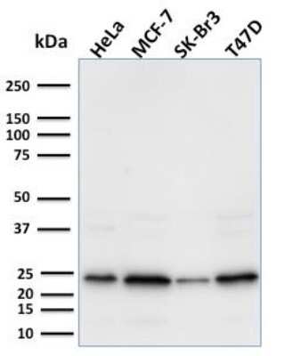 Western Blot: Mammaglobin A Antibody (MGB/2000)Azide and BSA Free [NBP2-75729]