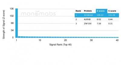 Protein Array: Mammaglobin A Antibody (MGB/4056) - Azide and BSA Free [NBP3-08641]