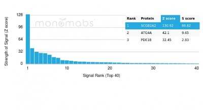 Protein Array: Mammaglobin A Antibody (MGB/4057R) - Azide and BSA Free [NBP3-08526]
