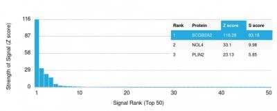 Protein Array: Mammaglobin A Antibody (SPM518) - Azide and BSA Free [NBP2-79864]