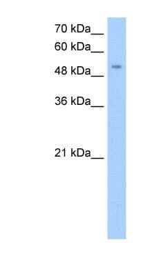 Western Blot: MFNG Antibody [NBP1-79288]