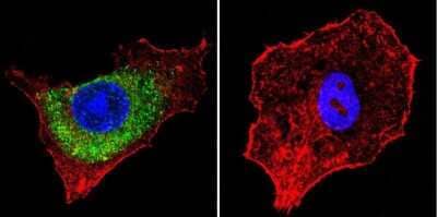 Immunocytochemistry/ Immunofluorescence: IGF-II R/IGF2R Antibody (2G11) - BSA Free [NB300-514]