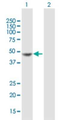 Western Blot: Mannose Phosphate Isomerase Antibody [H00004351-B01P]