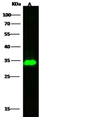 Western Blot: Marapsin/Pancreasin Antibody (107) [NBP2-90056]