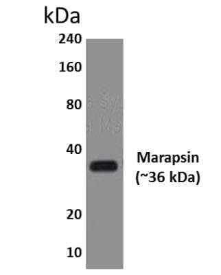 Western Blot: Marapsin/Pancreasin Antibody (MM0463-3H15)Azide and BSA Free [NBP2-11786]