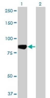 Western Blot: Mark3 Antibody (1A10) [H00004140-M01]