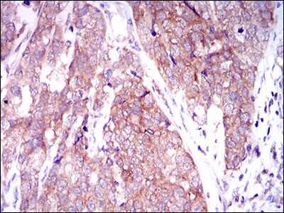 Immunohistochemistry-Paraffin: Mark3 Antibody (2G12) - BSA Free [NBP2-37445]